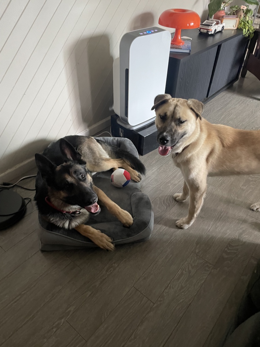 Two dogs relaxing together indoors