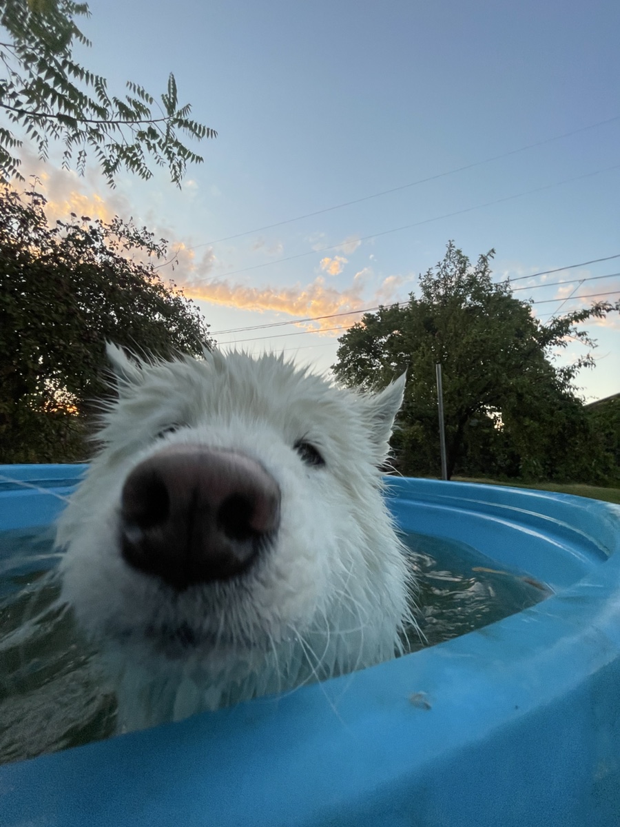 A white dog cooling off in a small blue pool